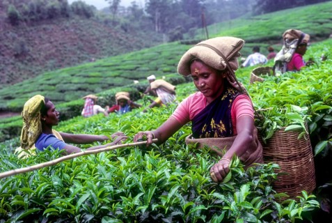 Tea picker in a Rajamalai plantation in Munnar