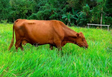 Domestic cattle