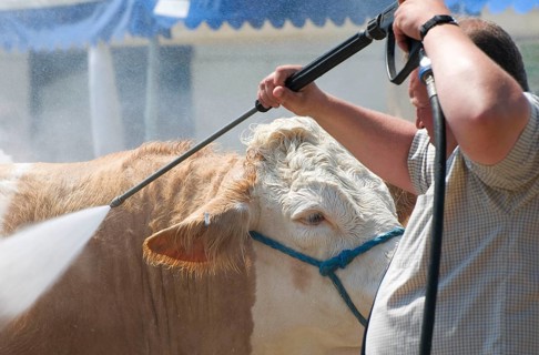 Domestic cattle