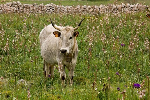 Domestic cattle