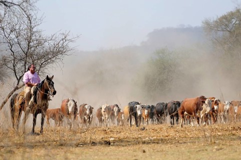 Domestic cattle