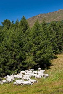 Domestic cattle