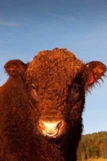 Domestic cattle