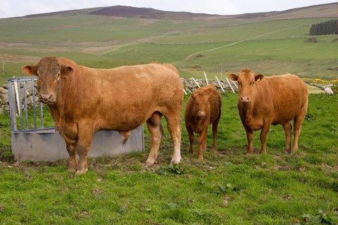 Domestic cattle