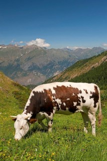 Domestic cattle