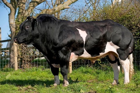 Domestic cattle