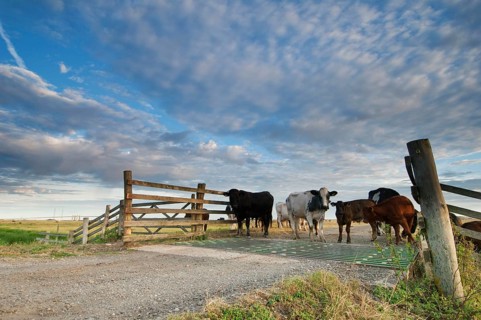 Domestic cattle