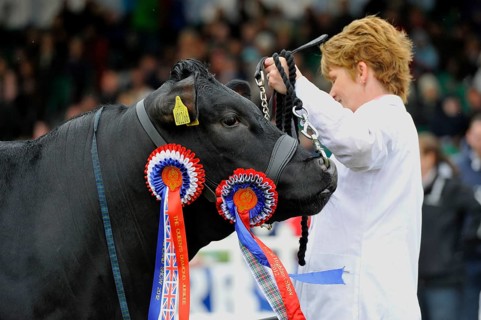 Domestic cattle