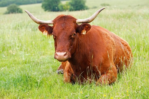 Domestic cattle