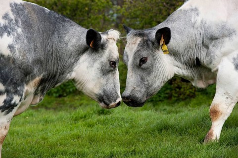 Domestic cattle