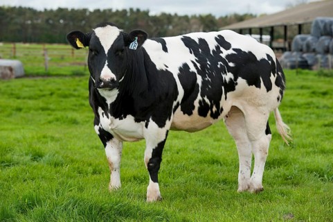 Domestic cattle