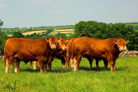 Domestic cattle