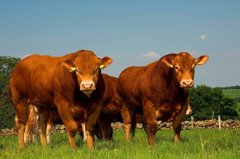 Domestic cattle