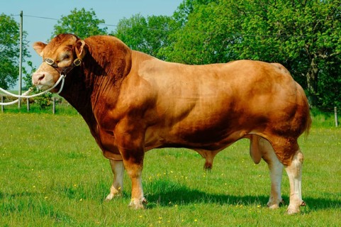 Domestic Cattle