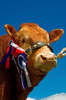 Domestic Cattle