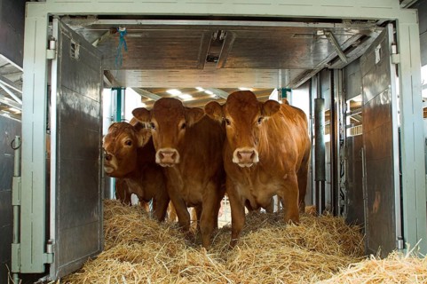 Domestic Cattle