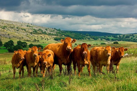 Domestic Cattle