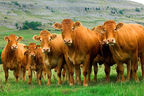 Domestic Cattle