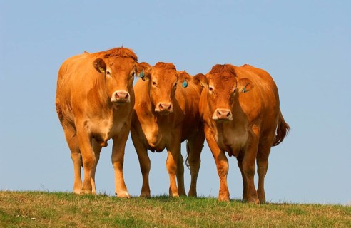 Domestic Cattle