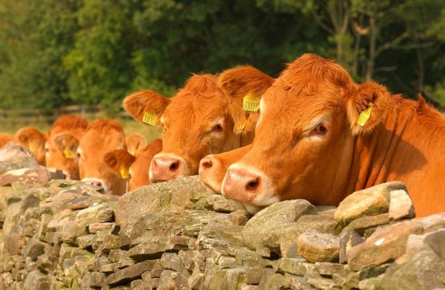 Domestic Cattle