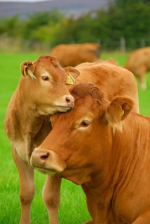 Domestic Cattle