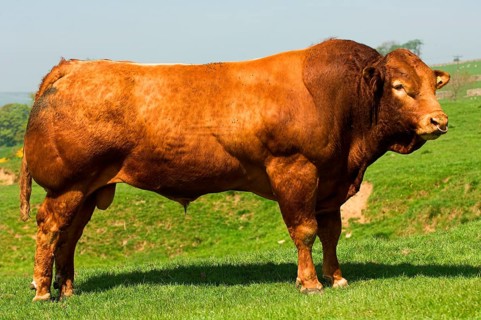 Domestic Cattle