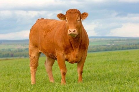 Domestic Cattle