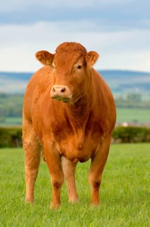 Domestic Cattle