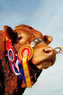 Domestic Cattle