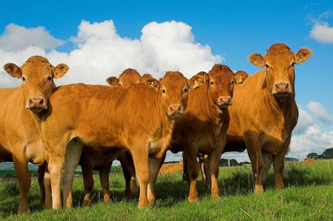 Domestic Cattle