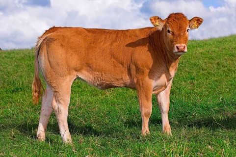 Domestic Cattle