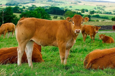 Domestic Cattle