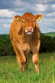 Domestic Cattle