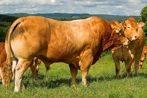 Domestic Cattle