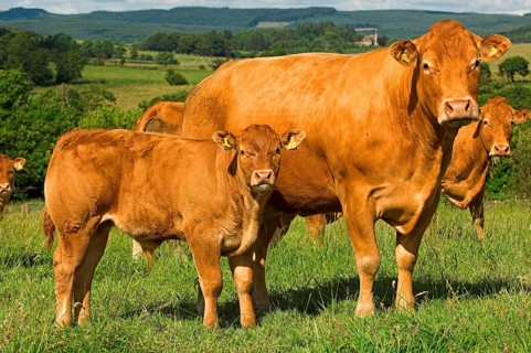 Domestic Cattle