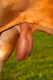 Domestic Cattle