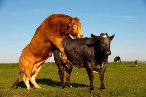 Domestic Cattle