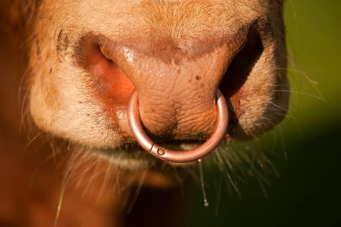 Domestic Cattle