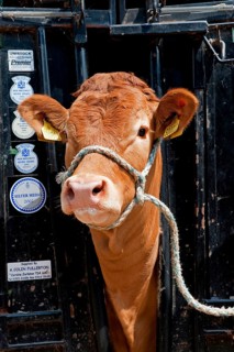 Domestic Cattle