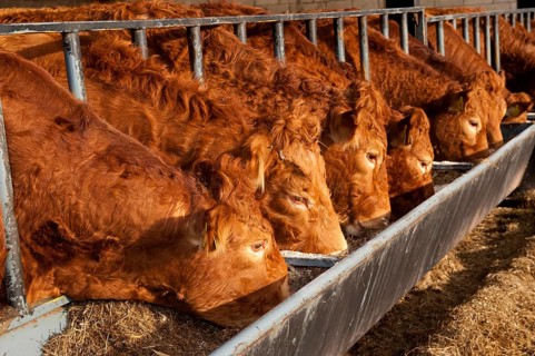 Domestic cattle