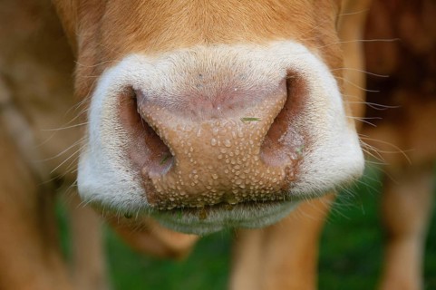 Domestic Cattle