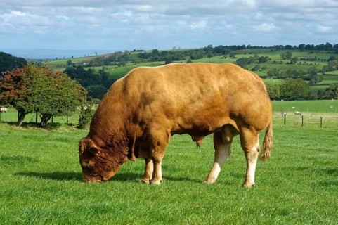 Domestic Cattle