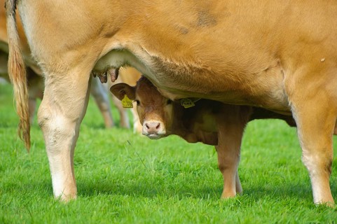 Domestic Cattle