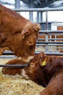 Domestic Cattle