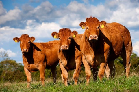Domestic Cattle