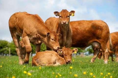 Domestic Cattle