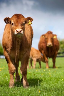 Domestic Cattle