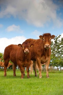 Domestic Cattle