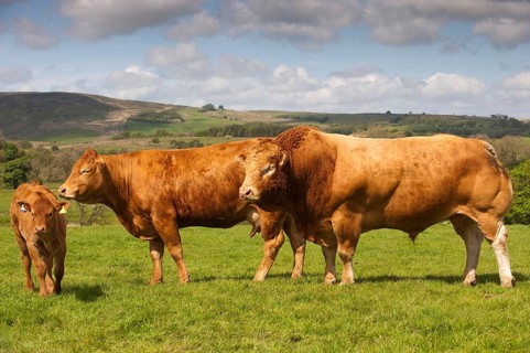 Domestic Cattle