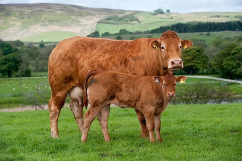Domestic Cattle